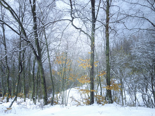 Forest in winter