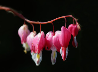 Branch of red Bleeding heart flowersgreen, black background