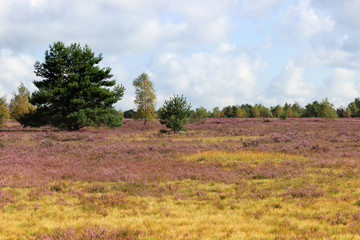 Lüneburger Heide, Deutschland