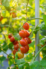 Close up red tomato on garden field