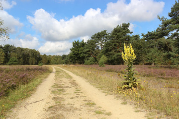 Lüneburger Heide, Deutschland