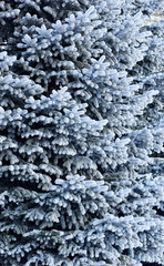 frost