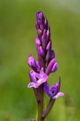 Four-spotted Orchis (Orchis quadripunctata), Crete