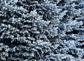 frost