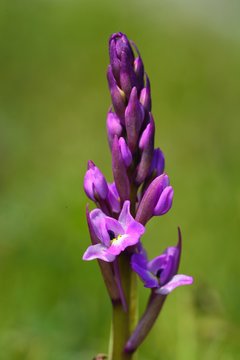 Four-spotted Orchis (Orchis quadripunctata), Crete