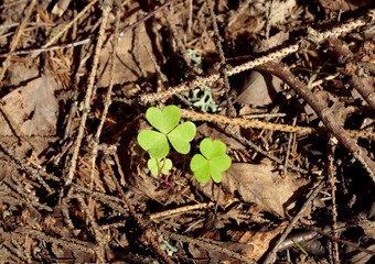 Two bright leaf clover on a contrasting background of dry branches and leaves