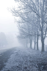 Trees in winter when the road