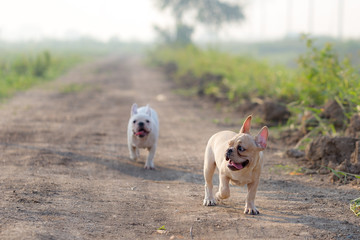 French bulldog