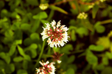 Trifolium pratense or clover flower on a green grass contrast impressive background