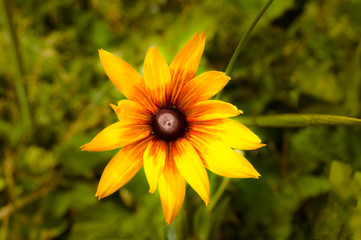 Rudbeckia speciosa or yellow flower  as nature background view from above