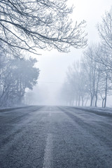 Trees in winter when the road