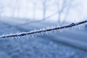Sprig in snowflakes. Winter background