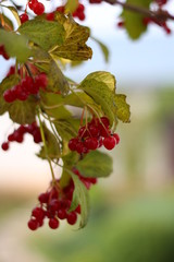 Viburnum
