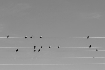 Birds as notes on a musical staff