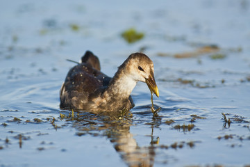 Juvenile Coot, Crete