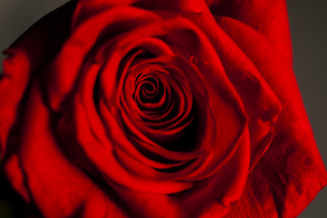 One wet red rose in vase in blurred white background. Selective focus lens effects