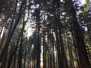 Fototapeta premium sunlight through the forest trees