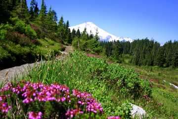 Springtime Flowers in the Mountains