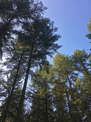 tall forest trees under the blue sky