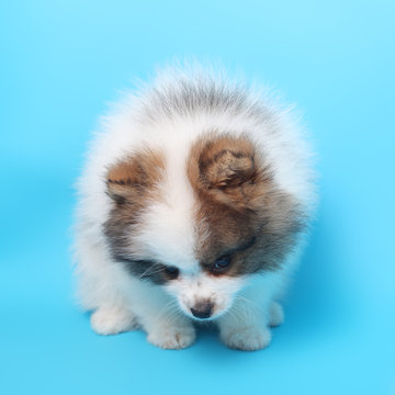 Spitz puppy closeup
