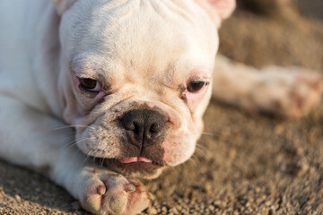 Obraz premium French bulldog