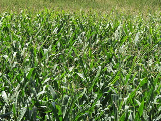 Obraz premium Charente-Maritime - Champs de Maïs