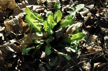 Plante verte au milieu de feuilles mortes 