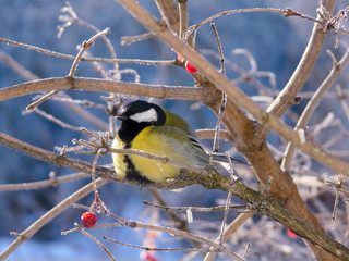 bird of winter