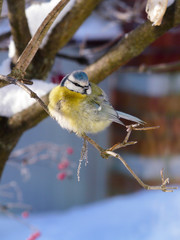 bird of winter