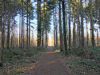 nature trail for running