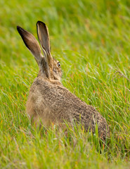 Black-tailed jackrabbit, seen in the wild near a north California marsh 
