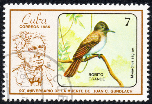 UKRAINE - CIRCA 2017: A stamp printed in Cuba, shows a Bird Myiarchus sagrae. Big Bobito, the series "The 90th Anniversary of the Death of Juan C. Gundlach" Ornithologist, circa 1986