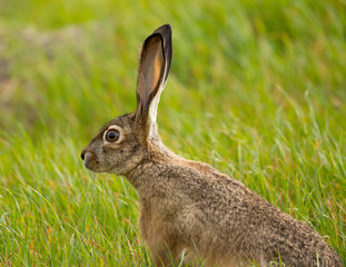 Black-tailed jackrabbit, seen in the wild near a north California marsh 