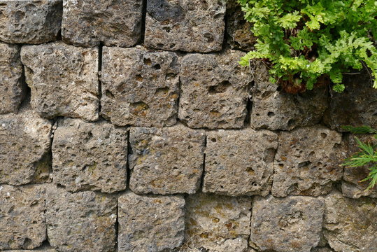 Mauer mit Farn