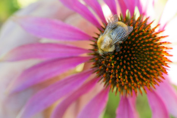 Bumblebee on a Flower