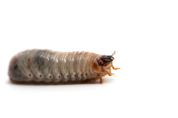 insect isolated on white background