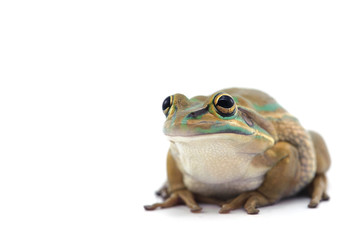 macro frog isolated on white background