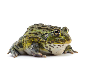 macro frog isolated on white background