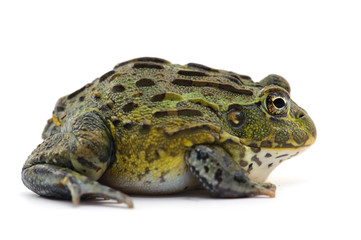 frog isolated on white background