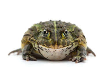 frog isolated on white background