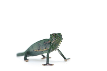 chameleon lizard isolated on white