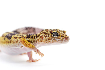 Obraz premium gecko lizard isolated on white background