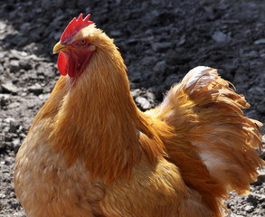 Head of red cock similitude with a large crest