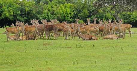 Naklejka na ściany i meble Wild herd of Java deer in Mauritius in nature