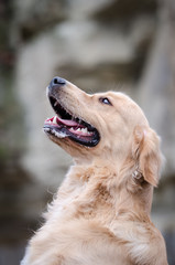 Golden retriever dog in the forrest