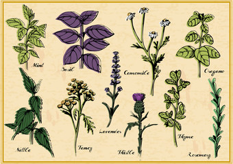 Medical herbs set © istry