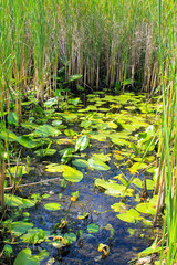 Aquatic plants in a swamp