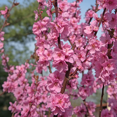 Zierkirschen, Kirschblüte