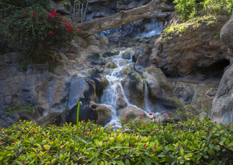 small waterfall and beautiful plants flowers