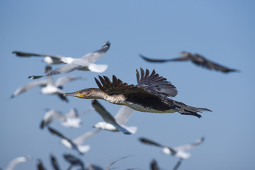 cormorant flying with gulls
